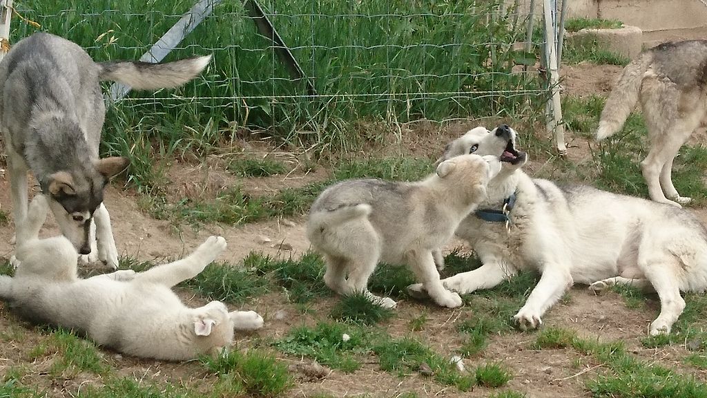 du domaine de la gitonniére - Naissance de trois chiots 